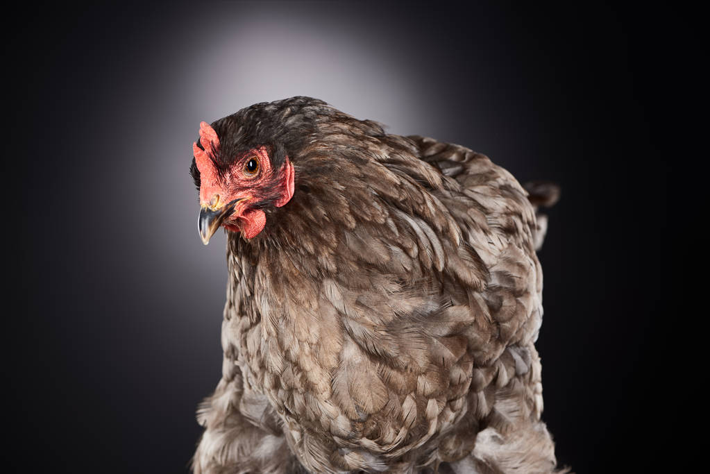 Close up van schattige bruin boerderij kip op donkergrijs - Foto, afbeelding