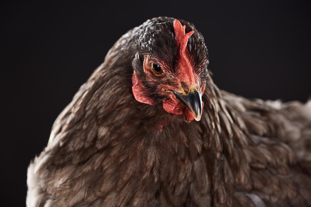 крупным планом чистокровного коричневого цыпленка, изолированного на черном
 - Фото, изображение