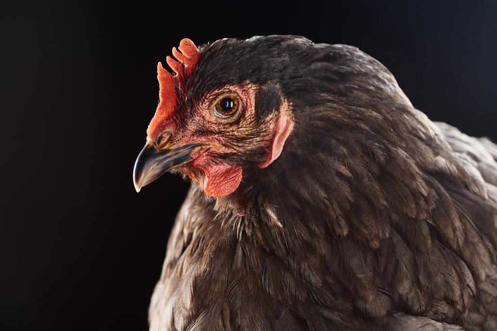 Nahaufnahme von niedlichen braunen Hühnern isoliert auf schwarz - Foto, Bild