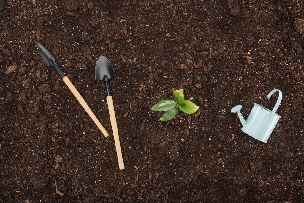 вид сверху на маленькое растение с листьями возле банки для полива игрушек и лопат, защищая концепцию природы
  - Фото, изображение