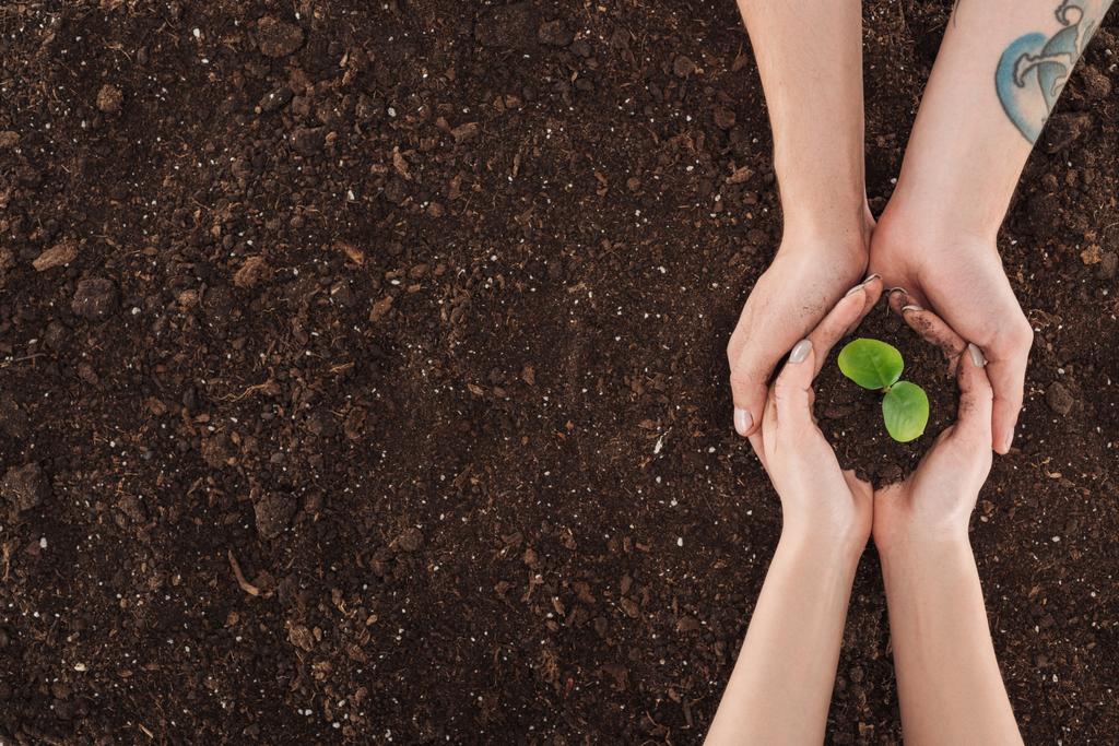 vista recortada de pareja sosteniendo el suelo con planta verde en las manos, protegiendo el concepto de la naturaleza
  - Foto, imagen