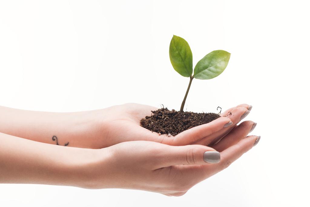 cropped view of woman holding ground with green plant in hands isolated on white - Photo, Image