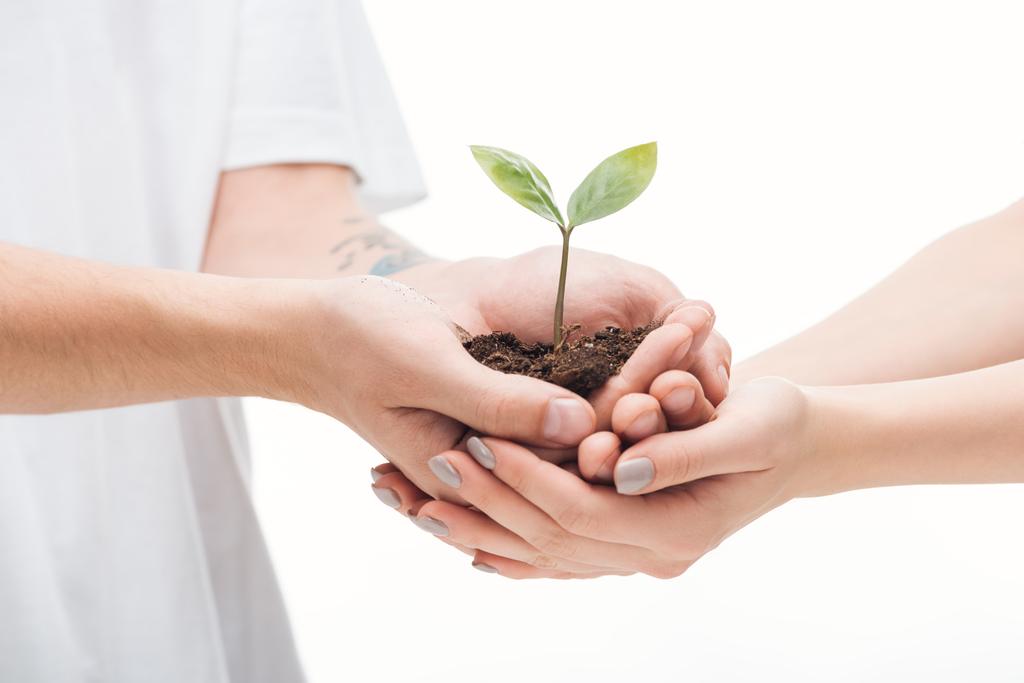 селективный фокус пары холдинга с зеленым растением в руках изолированы на белом
 - Фото, изображение