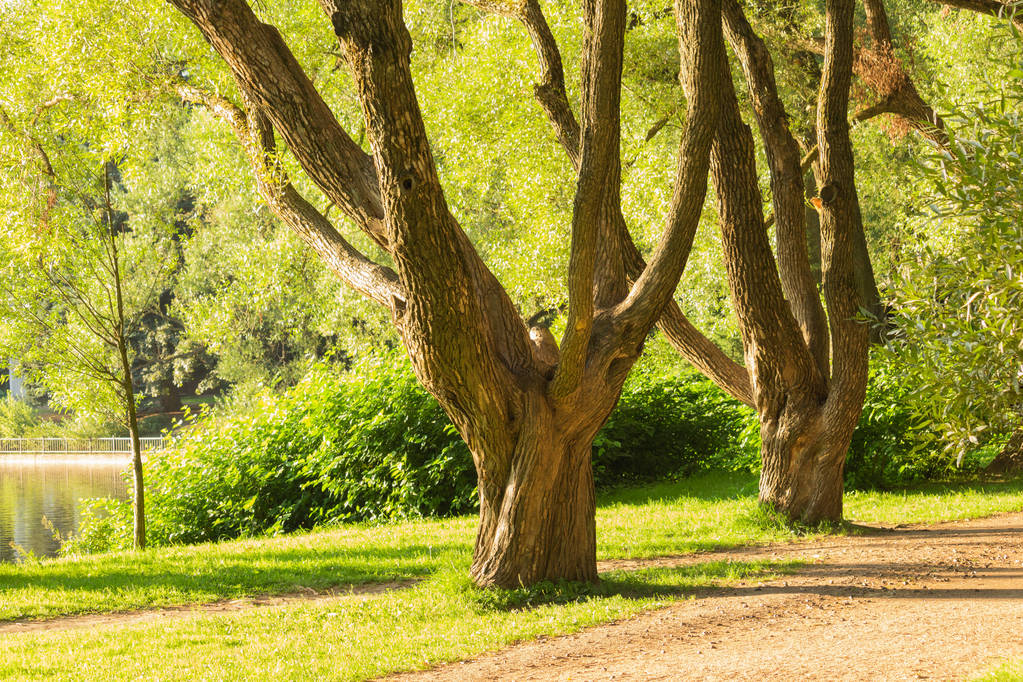 Drzew w mieście Park w letnie popołudnie skąpane w słońcu przycięte zielonej trawy na trawniku i sosny na pulpicie - Zdjęcie, obraz