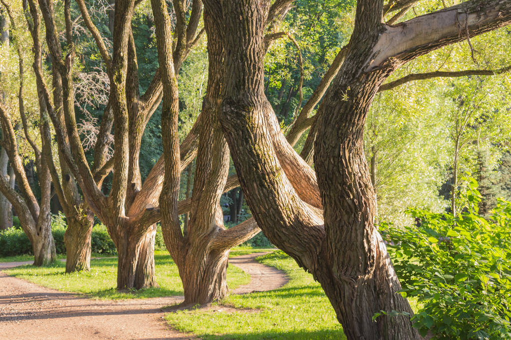Árboles en la ciudad Parque en el camino de verano por la tarde para correr y deportes, paseos en el parque de verano. Paisaje soleado adornado con hierba verde en el césped, árboles y pinos en el escritorio
 - Foto, imagen