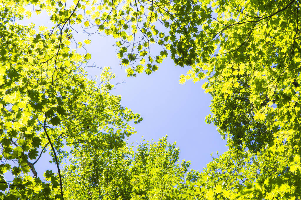 зеленые листья в лесу, летний фон природы
 - Фото, изображение
