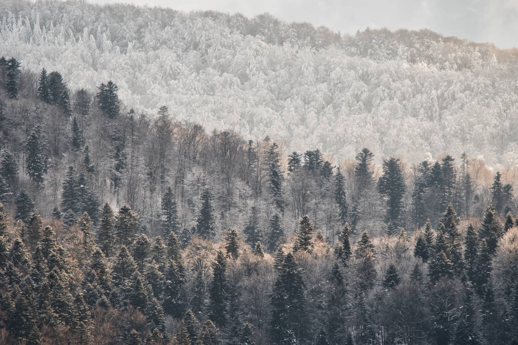 Πανέμορφο ορεινό τοπίο το χειμώνα. Δάσος στις ακτίνες του ήλιου ρύθμιση. Για τα βουνά Bieszczady. Πολωνία - Φωτογραφία, εικόνα
