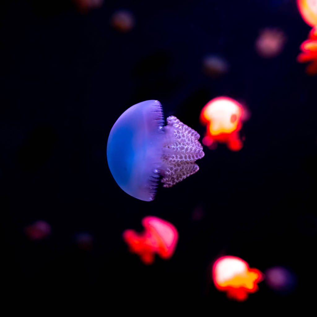 Jellyfish primer plano, Medusa en pecera con luz de neón. Las medusas son coelenteradas marinas de natación libre con un cuerpo en forma de campanilla o platillo gelatinoso que es típicamente transparente.
. - Foto, Imagen