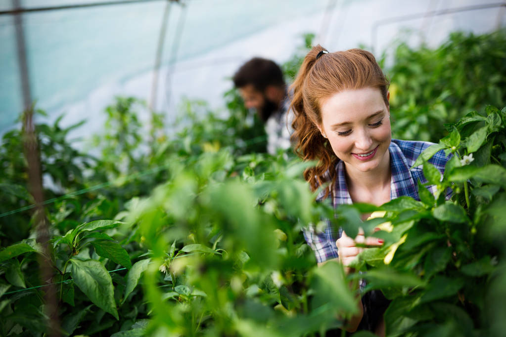 Joven trabajadora agrícola sonriente y una caja de tomates en el frente, trabajando, cosechando tomates en invernadero
. - Foto, Imagen