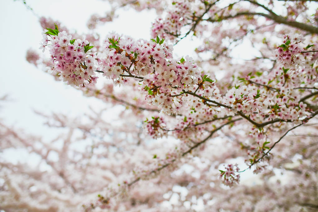 Temporada de flores de cerezo en primavera. Hermoso árbol en plena floración
 - Foto, imagen