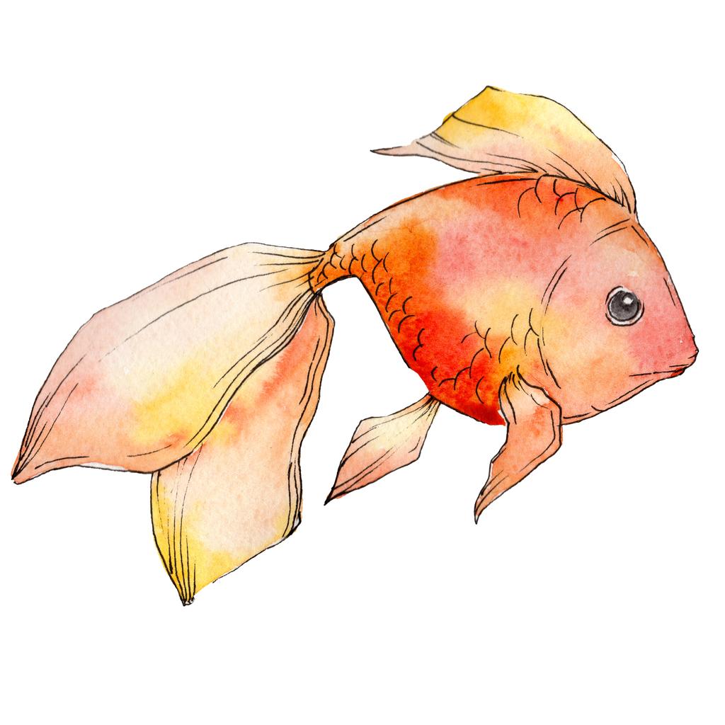 Акварельная красочная золотая рыбка, выделенная на белом иллюстрационном элементе
. - Фото, изображение
