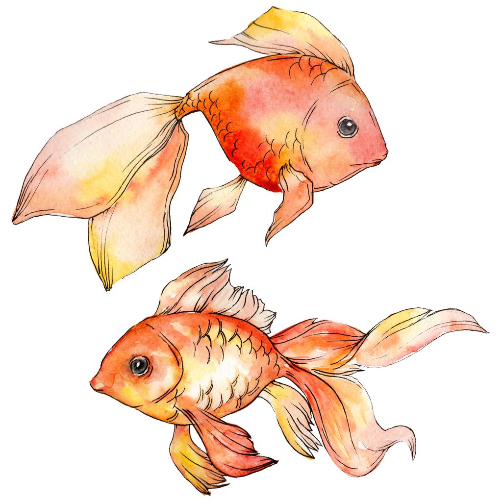 Aquarelle poissons rouges aquatiques colorés isolés sur des éléments d'illustration blancs
. - Photo, image