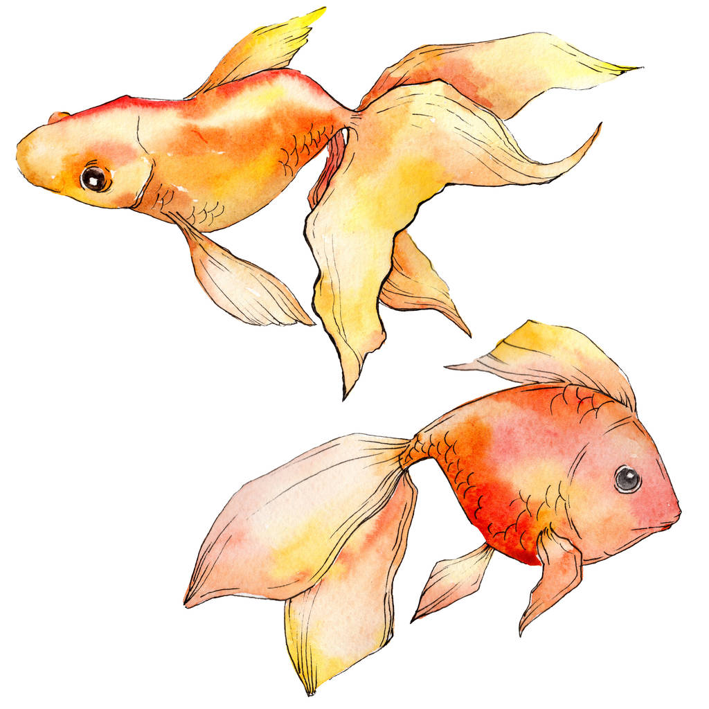 白の図要素に分離された水彩画の水生カラフルな金魚. - 写真・画像