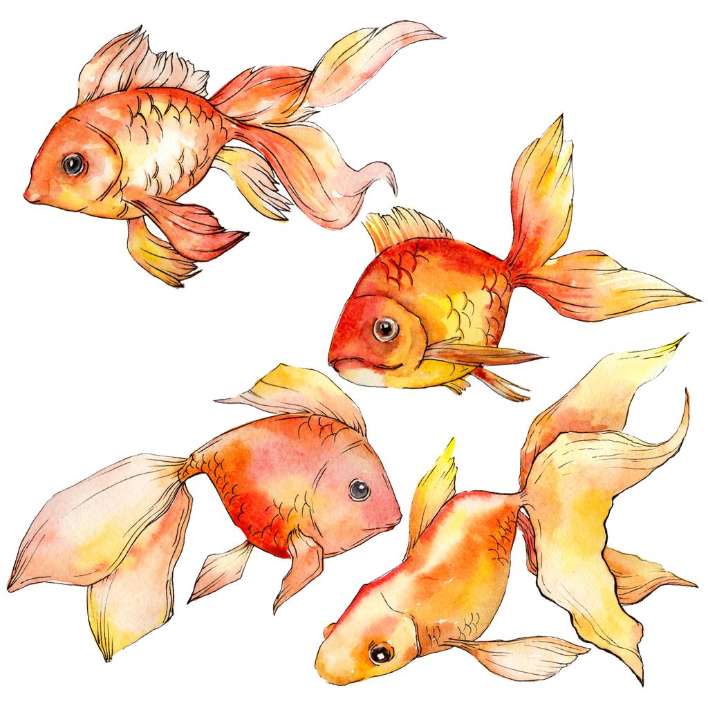 Akvarelu vodní barevné goldfishes izolované na bílém ilustrace prvky. - Fotografie, Obrázek
