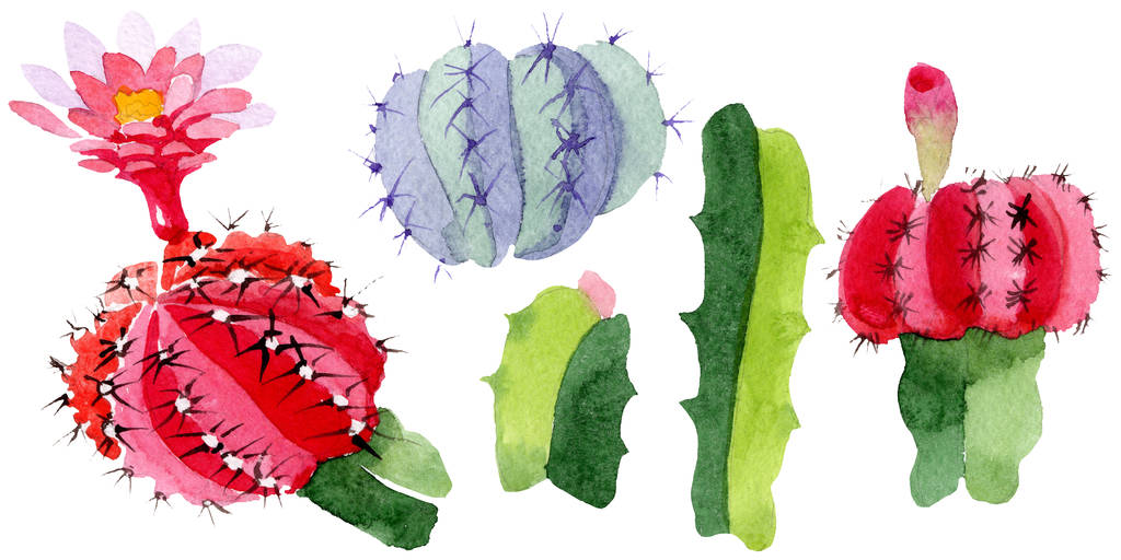 Зелений і червоний кактуси ізольовані на білому. Набір ілюстрацій акварельного фону
.  - Фото, зображення
