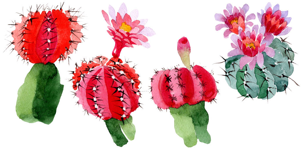 Cactus verdes y rojos aislados en blanco. Acuarela fondo ilustración conjunto
.  - Foto, imagen