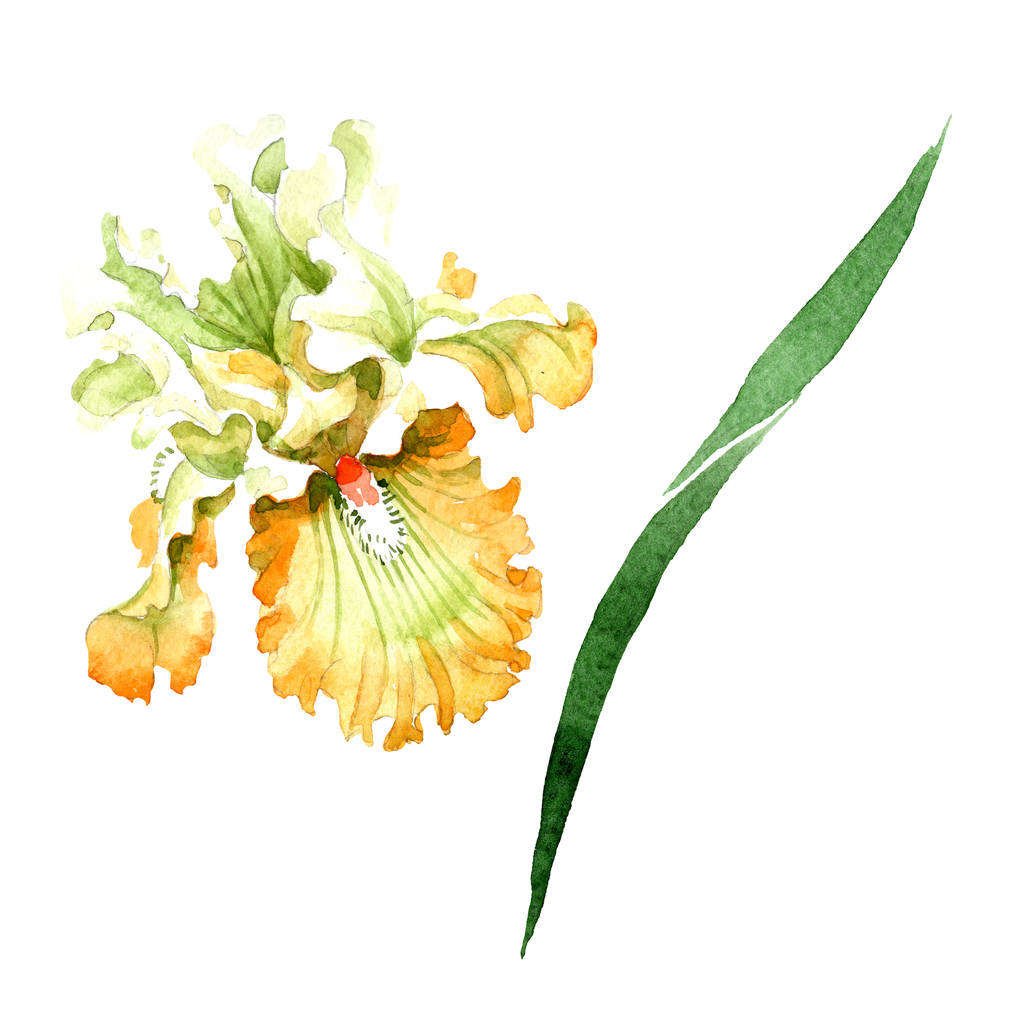 Turuncu beyaz Iris botanik çiçek. Vahşi bahar yaprak izole kır çiçeği. Suluboya arka plan illüstrasyon küme. Suluboya çizim moda aquarelle. İzole Iris resim öğesi. - Fotoğraf, Görsel