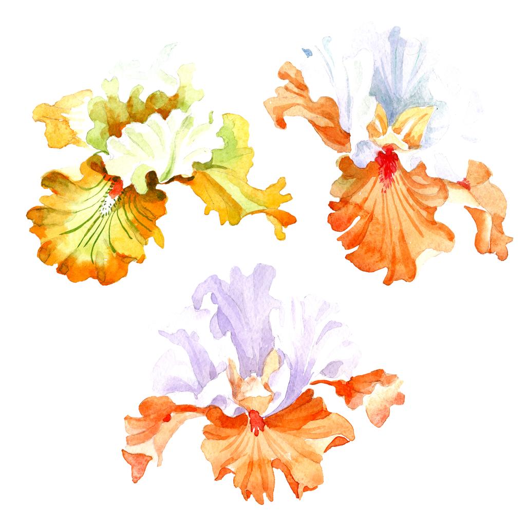 Oranje wit iris floral botanische bloem. Wild voorjaar blad wildflower geïsoleerd. Aquarel achtergrond afbeelding instellen. Aquarel tekenen mode aquarelle. Geïsoleerde iris afbeelding element. - Foto, afbeelding