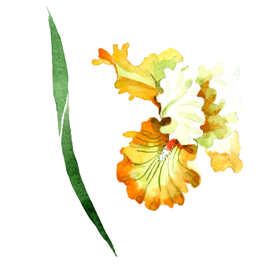 Orange white iris floral botanical flower. Wild spring leaf wildflower isolated. Watercolor background illustration set. Watercolour drawing fashion aquarelle. Isolated iris illustration element. - Photo, Image