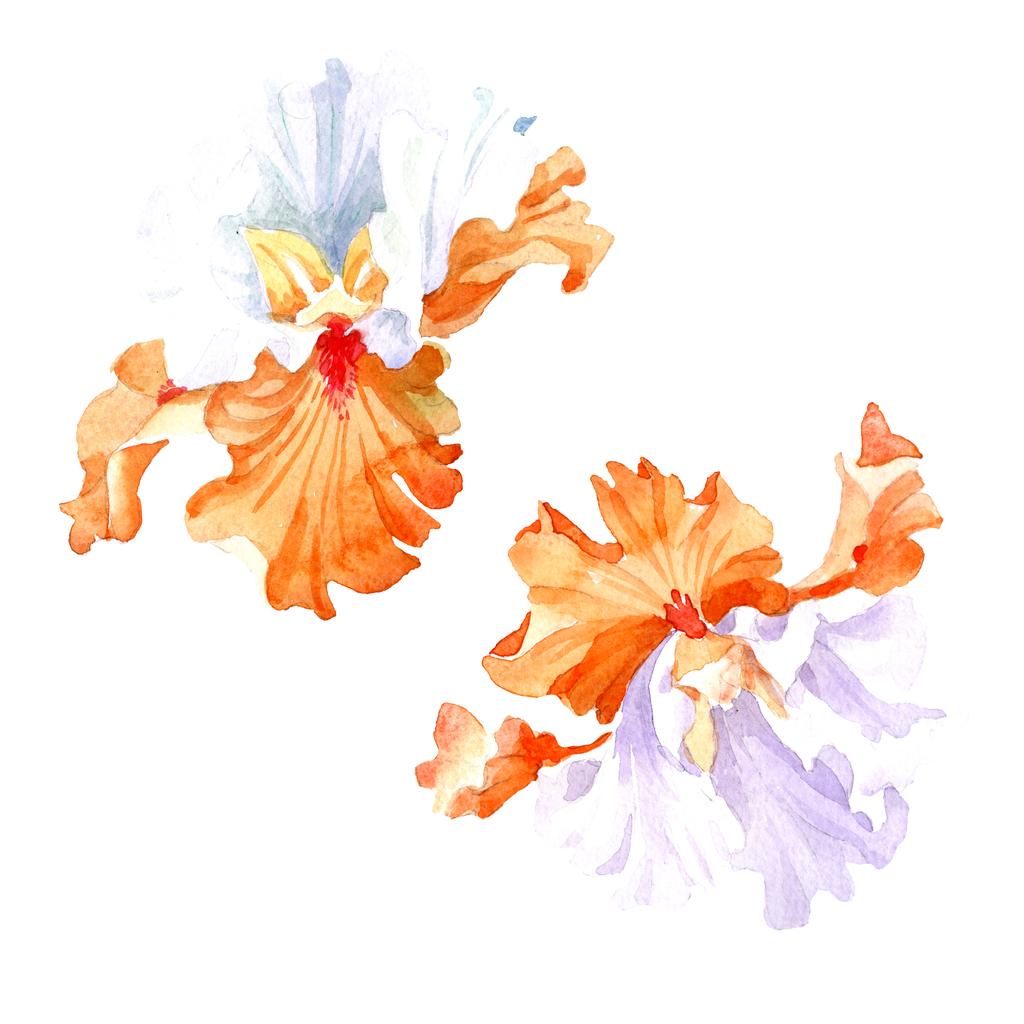 オレンジ白いアイリスの花植物花。野生春葉のワイルドフラワーが分離されました。水彩画背景イラスト セット。水彩描画ファッション aquarelle。孤立したアイリスの図要素. - 写真・画像