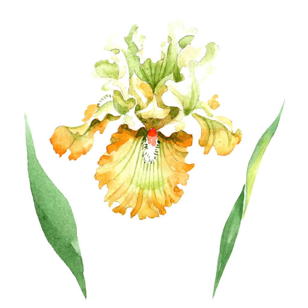 Fiore botanico floreale iris bianco arancio. Fiore selvatico primaverile isolato. Acquerello sfondo illustrazione set. Acquerello disegno moda acquerello. Elemento di illustrazione dell'iride isolata
. - Foto, immagini
