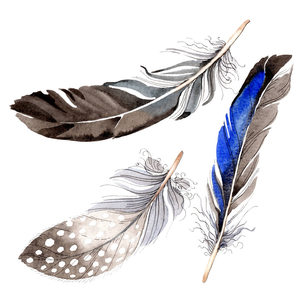 Акварельне синьо-чорне пташине перо з крила ізольоване. Пір'я акварелі для тла. Мода малювання акварелі. Ізольовані пір'я елемент ілюстрації
. - Фото, зображення