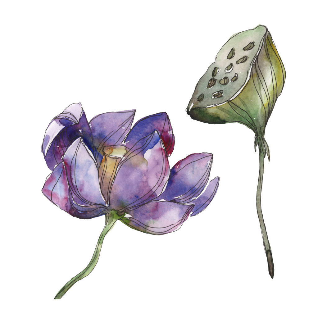 Mor lotus foral botanik çiçek. Vahşi bahar yaprak izole kır çiçeği. Suluboya arka plan illüstrasyon küme. Suluboya çizim moda aquarelle. İzole lotus illüstrasyon öğesi. - Fotoğraf, Görsel