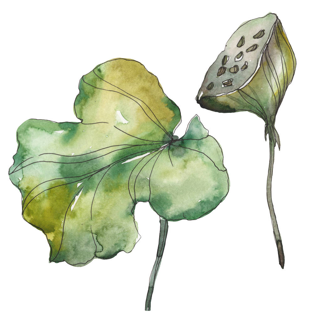 Lotus foral botanické květin. Divoký jarní listové wildflower izolován. Sada akvarel pozadí obrázku. Akvarel výkresu módní aquarelle. Izolované aplikace lotus ilustrace prvek. - Fotografie, Obrázek