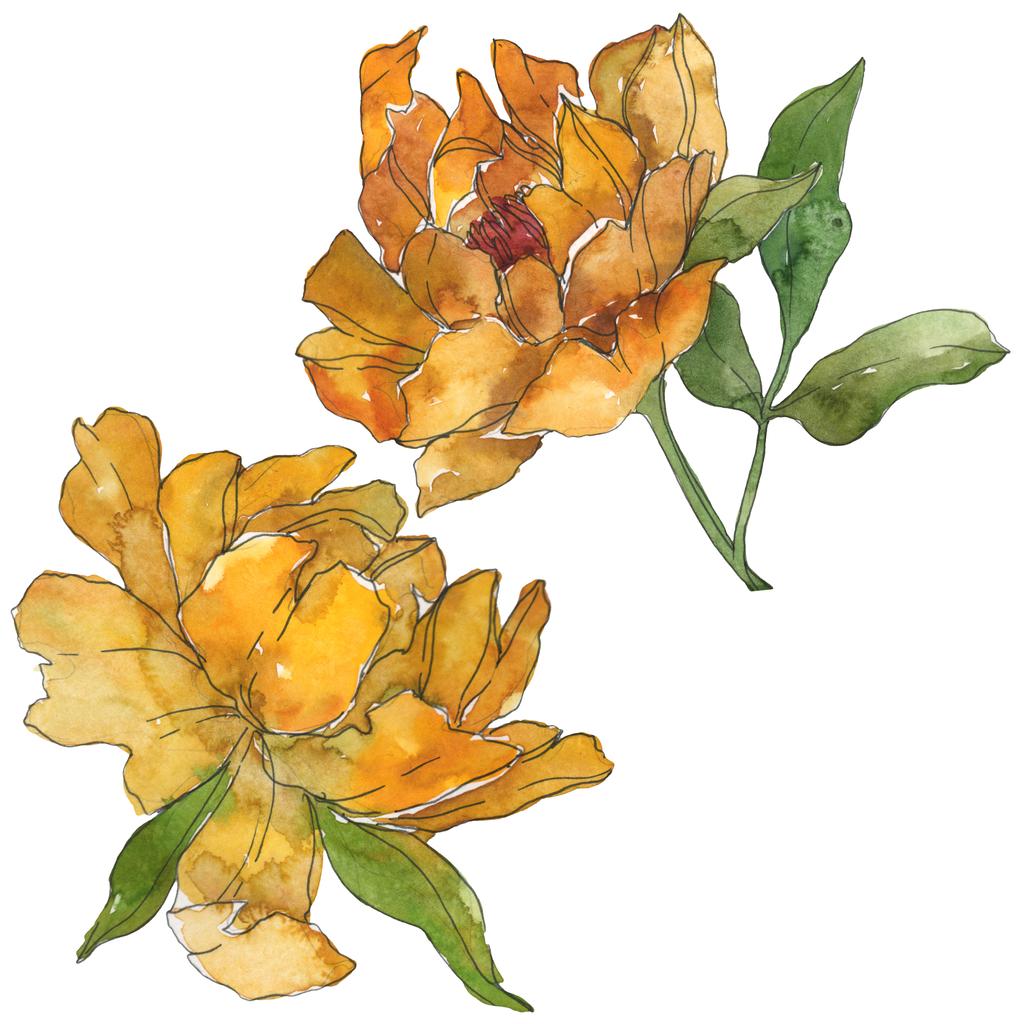 Yellow peonies isolated on white. Watercolor background illustration set. Isolated peony illustration elements. - Photo, Image
