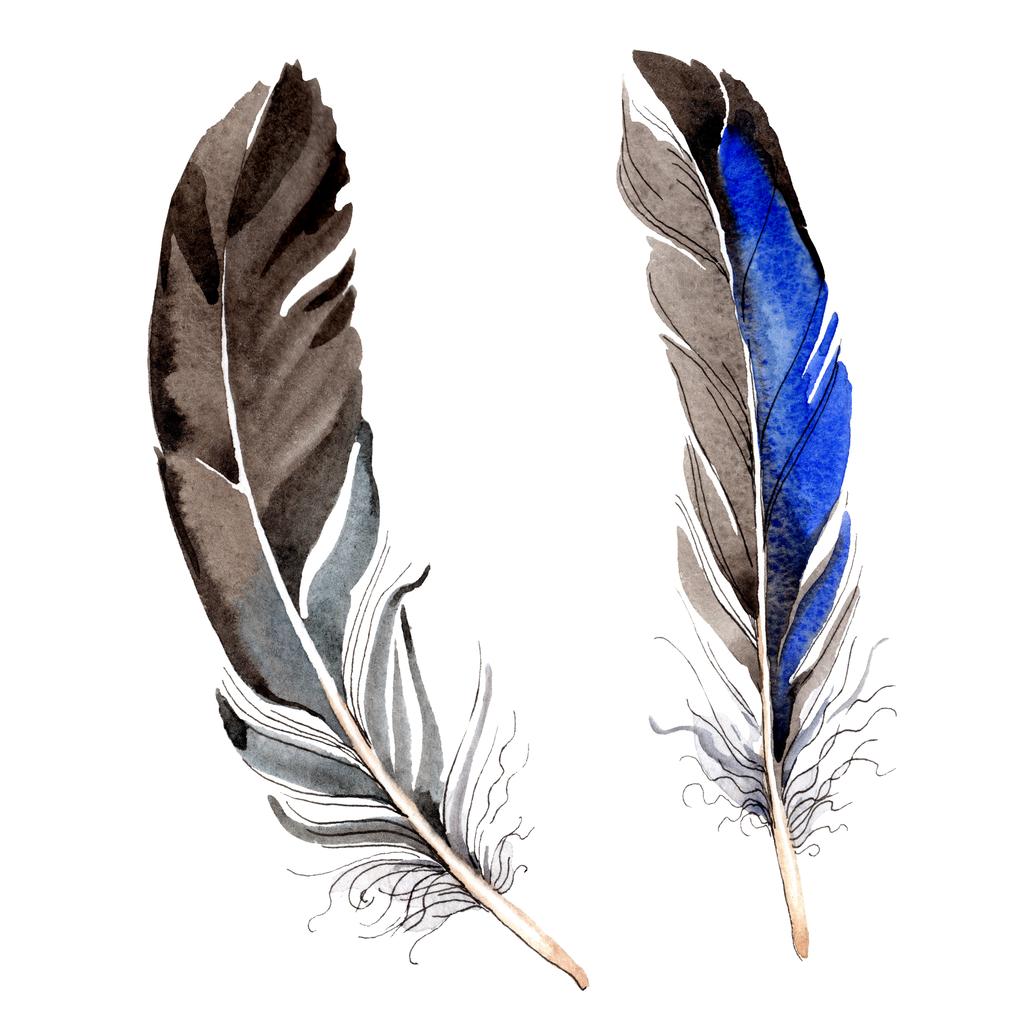 Bird feathers from wing isolated on white. Watercolor background illustration set. - Photo, Image