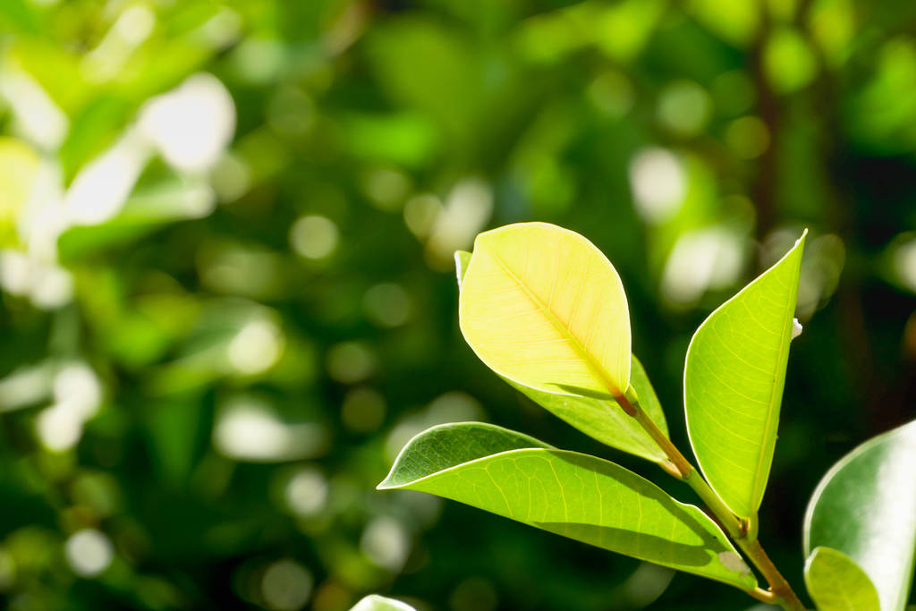 Natürliche grüne Pflanzen Hintergrund oder Tapete. Natur-Ansicht des grünen Blattes im Garten im Sommer unter Sonnenlicht - Foto, Bild