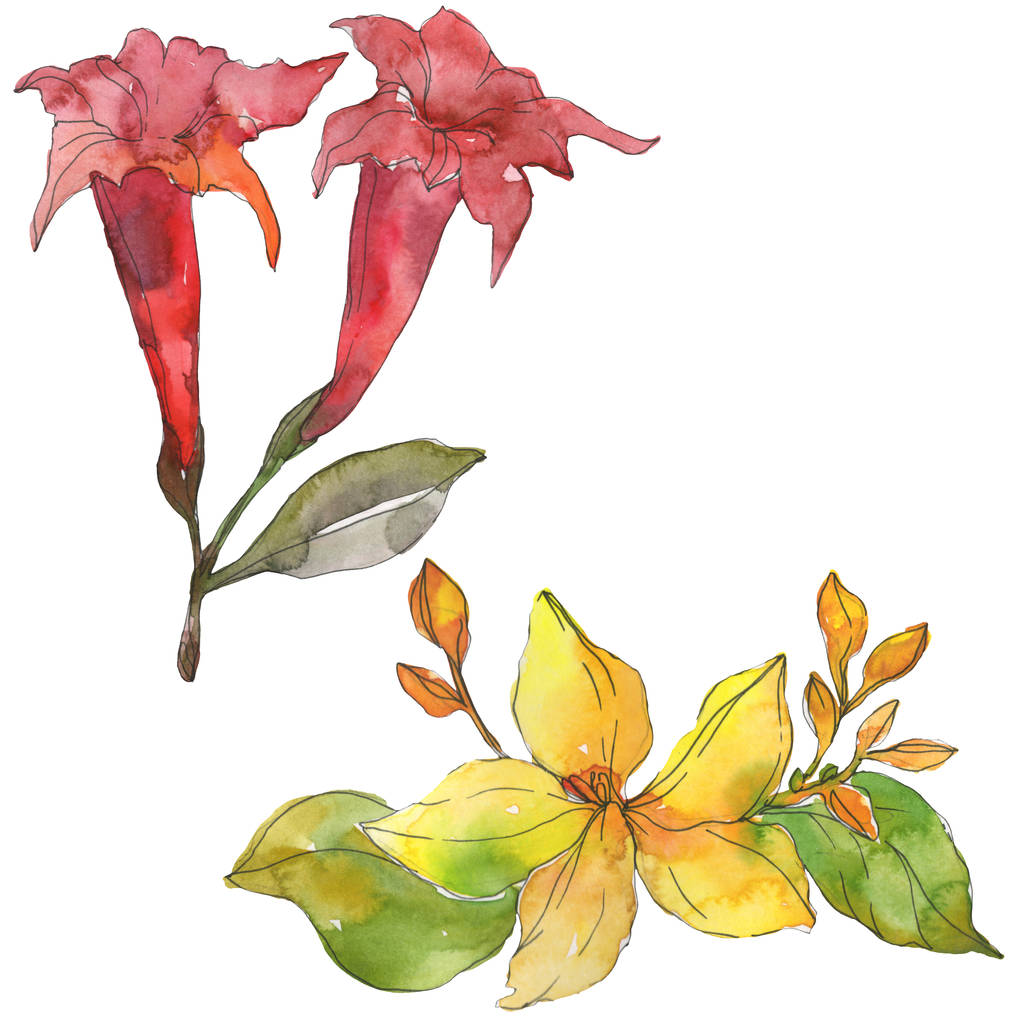 Foto e imagen de stock sin royalties de Flores Botánicas Tropicales Rojas Y  Amarillas. Flor