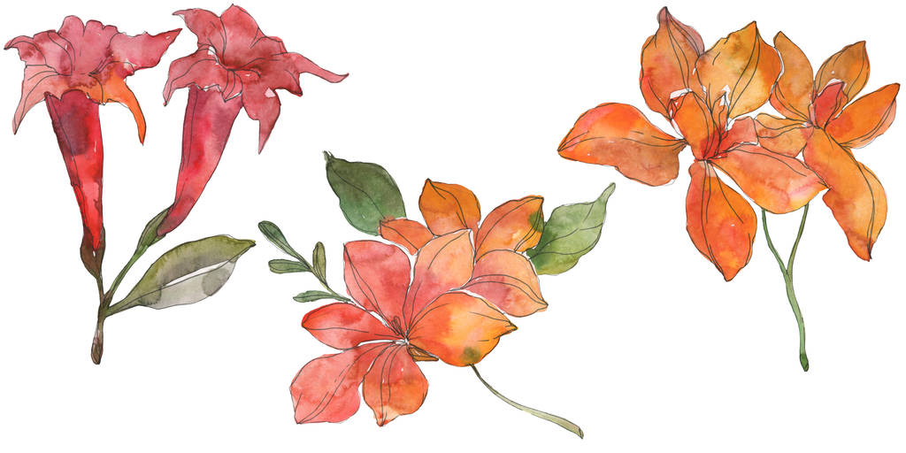 Red and yellow tropical floral botanical flowers. Wild spring leaf wildflower. Watercolor background illustration set. Watercolour drawing fashion aquarelle. Isolated flower illustration element. - Photo, Image