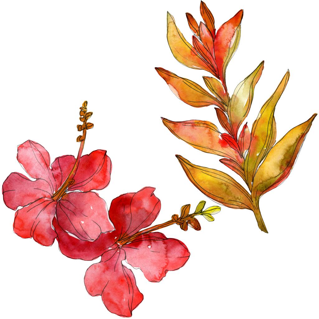 Blüten isoliert auf weiß. Aquarell Hintergrund Illustration Set.  - Foto, Bild