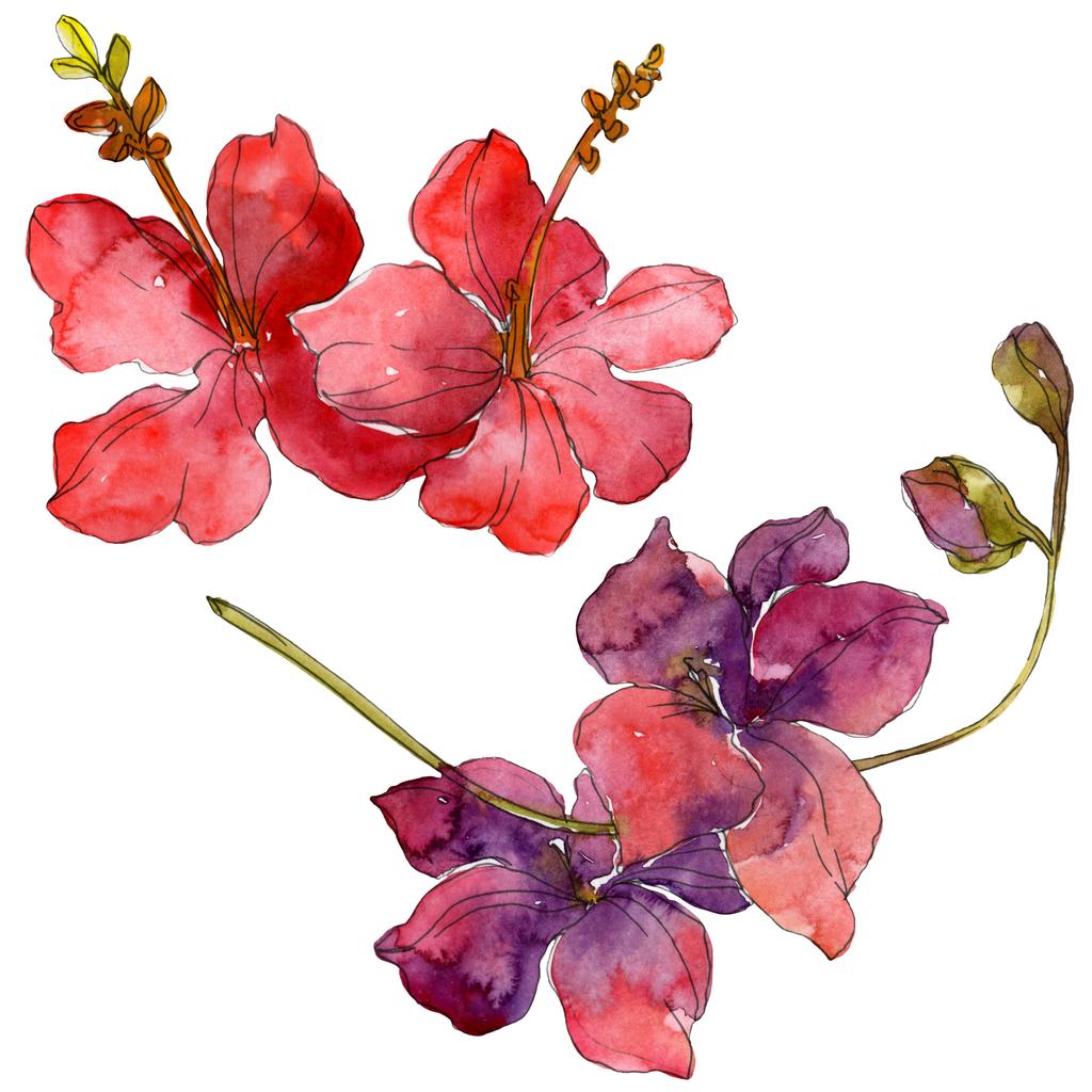 Blüten isoliert auf weiß. Aquarell Hintergrund Illustration Set.  - Foto, Bild