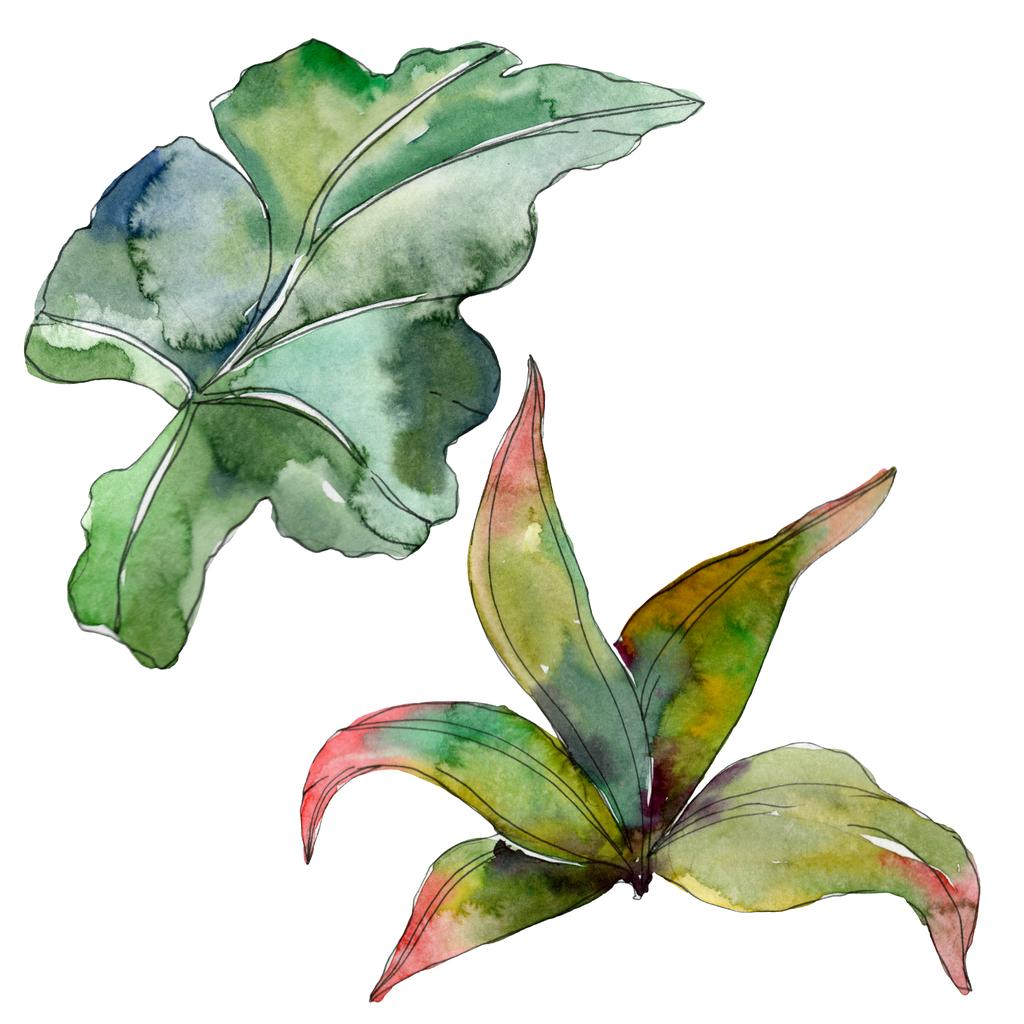 Πράσινο φύλλο φυτού βοτανικός κήπος λουλουδιών φυλλώματα. Εξωτικά τροπικά Χαβάης καλοκαίρι. Ακουαρέλα φόντο εικόνα σύνολο. Ακουαρέλα σχεδίασης μόδας ακουαρέλα. Εικονογράφηση στοιχείο απομονωμένες φύλλων. - Φωτογραφία, εικόνα