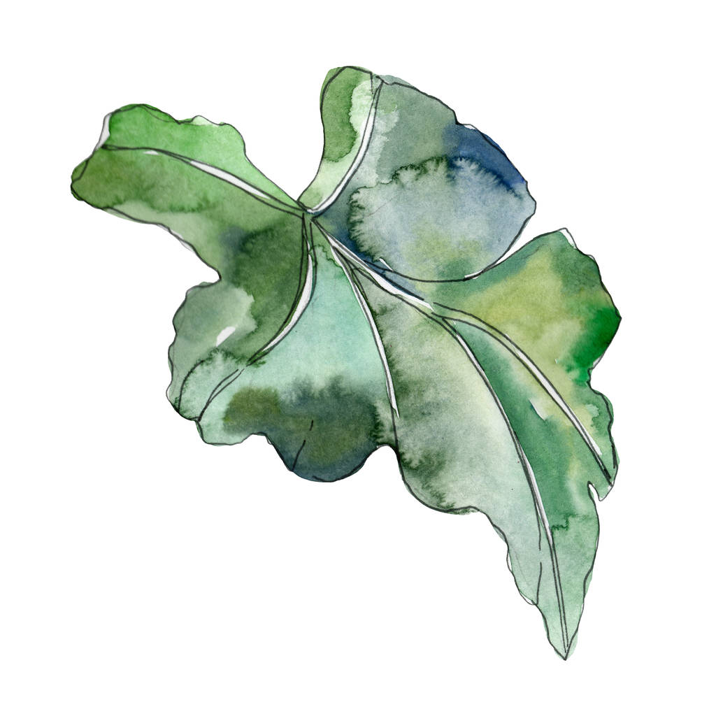 緑葉植物植物園花葉。エキゾチックな熱帯のハワイアンの夏。水彩画背景イラスト セット。水彩描画ファッション aquarelle。孤立した葉の図要素. - 写真・画像