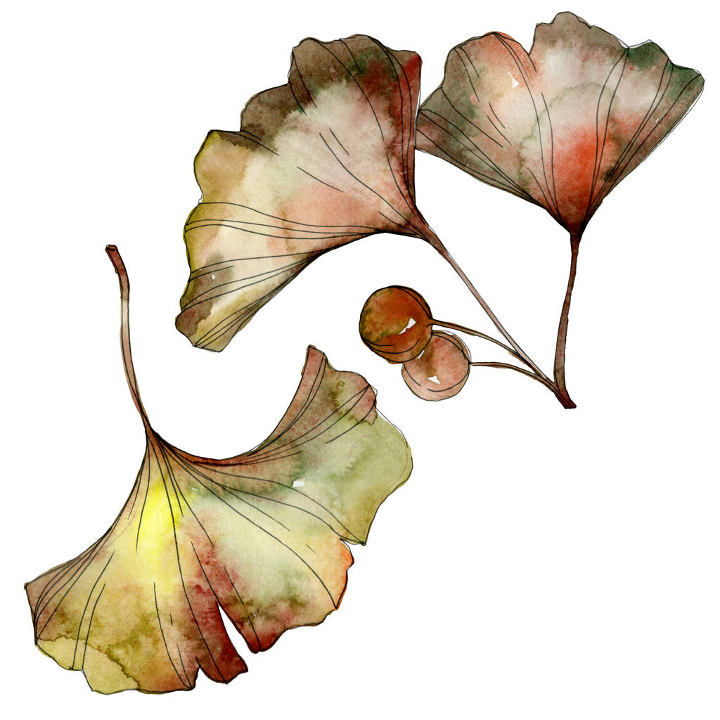 Groene en gele ginkgo biloba bladeren op wit wordt geïsoleerd. Aquarel achtergrond afbeelding instellen.  - Foto, afbeelding