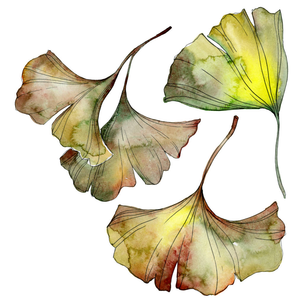 緑と黄色のイチョウの biloba の葉白で隔離。水彩画背景イラスト セット.  - 写真・画像