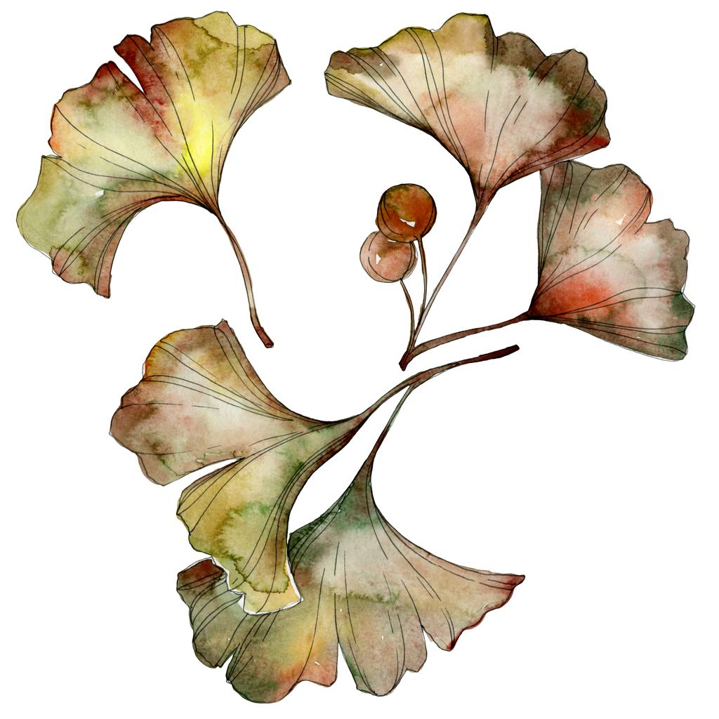 Зеленый и желтый гинкго билоба листья изолированы на белом. Акварельный набор иллюстраций
.  - Фото, изображение