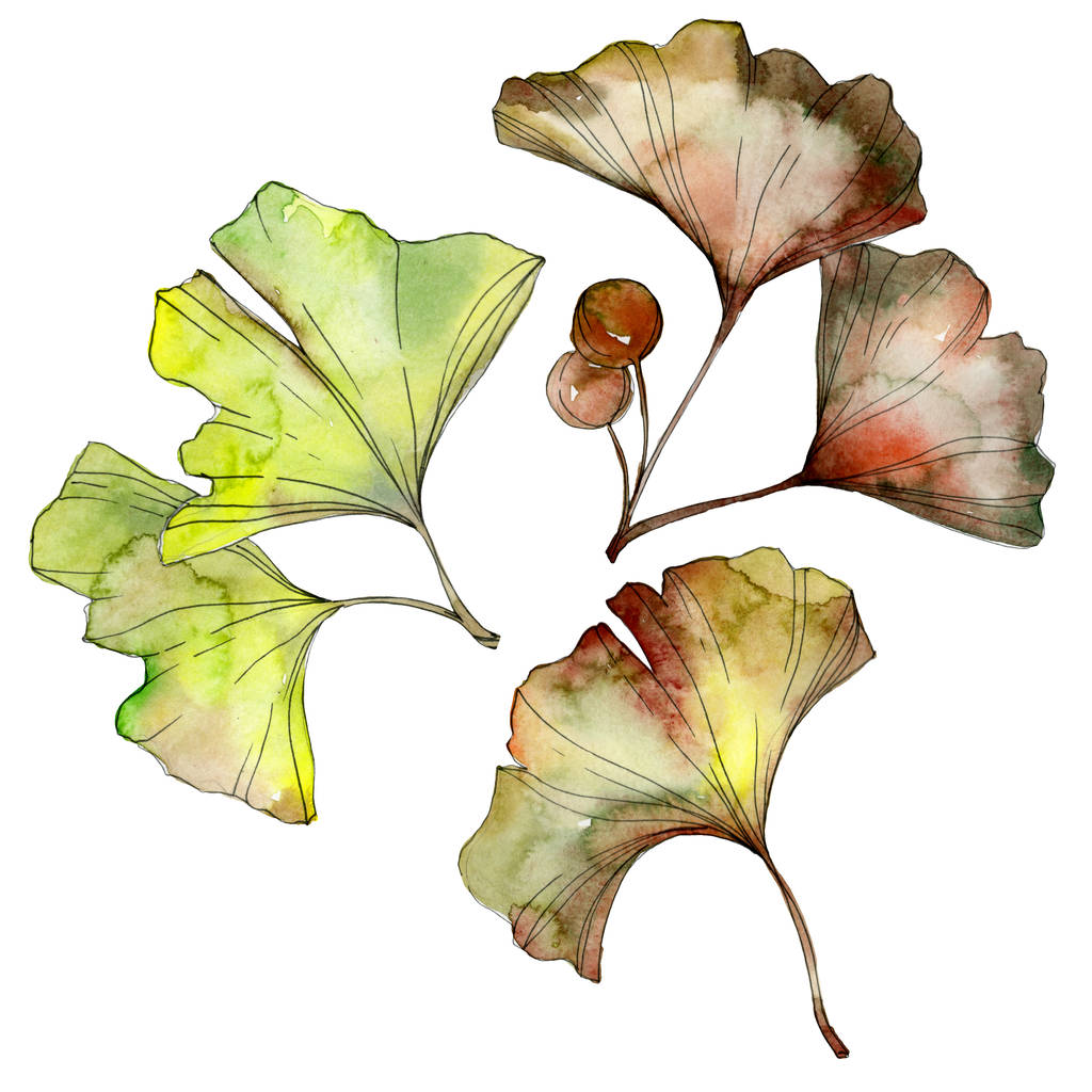 Зелене і жовте листя гінкго білоба ізольоване на білому. Набір ілюстрацій акварельного фону
.  - Фото, зображення
