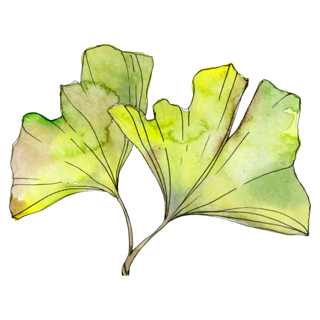 Hojas de ginkgo biloba verde y amarillo aisladas en blanco. Acuarela fondo ilustración conjunto
.  - Foto, imagen