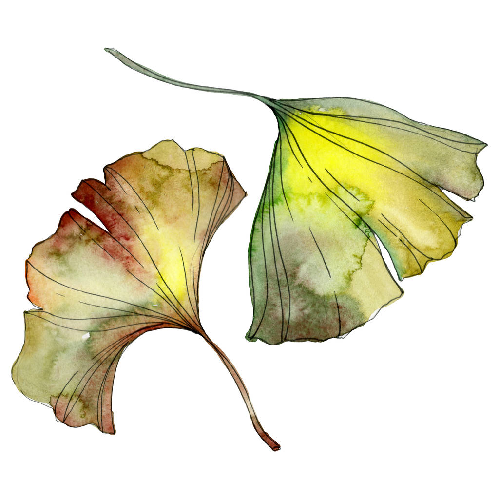 Zielony i żółty ginkgo biloba liści na białym tle. Zestaw ilustracji tle akwarela.  - Zdjęcie, obraz