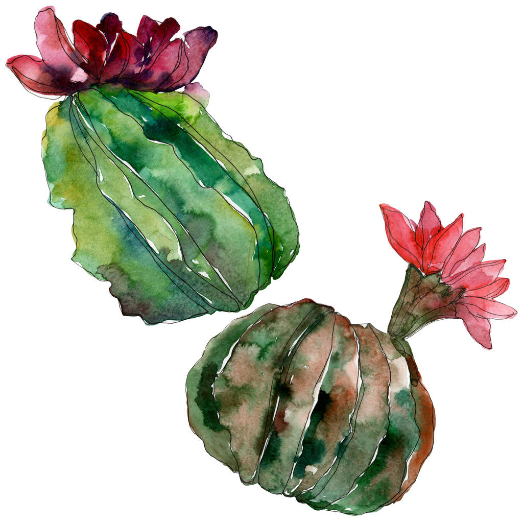 Vihreä kaktus kukka kasvitieteellinen kukka. Villi kevään lehti luonnonvarainen kukka eristetty. Vesiväri tausta kuvitussarja. Vesiväri piirustus muoti akvarelli. Erillinen kaktusten havainnointielementti
. - Valokuva, kuva