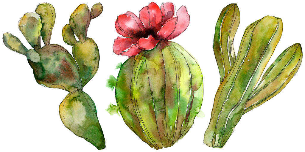 Zelený kaktus květinové botanické květin. Divoký jarní listové wildflower izolován. Sada akvarel pozadí obrázku. Akvarel výkresu módní aquarelle. Prvek ilustrace izolované kaktusů. - Fotografie, Obrázek