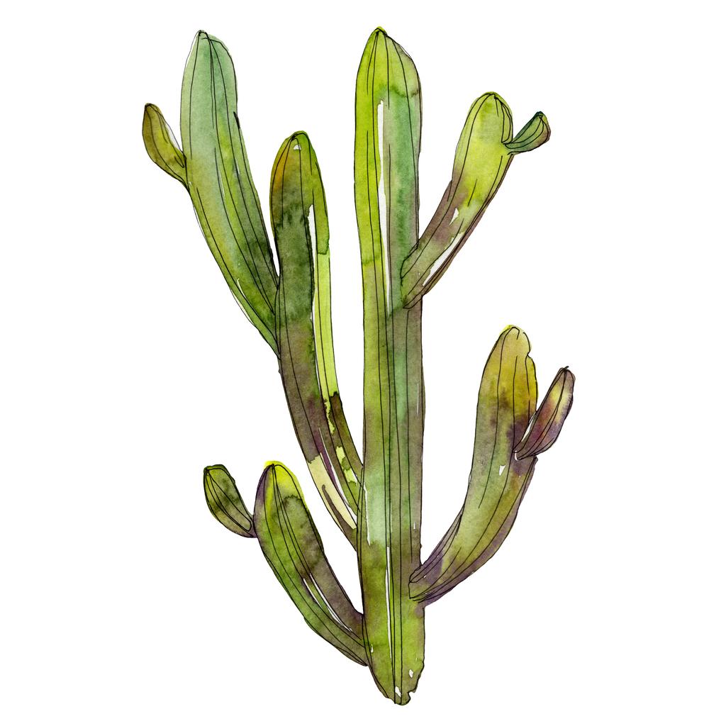 Cactus verdes aislados en blanco. Elemento ilustrativo de fondo de acuarela
. - Foto, Imagen