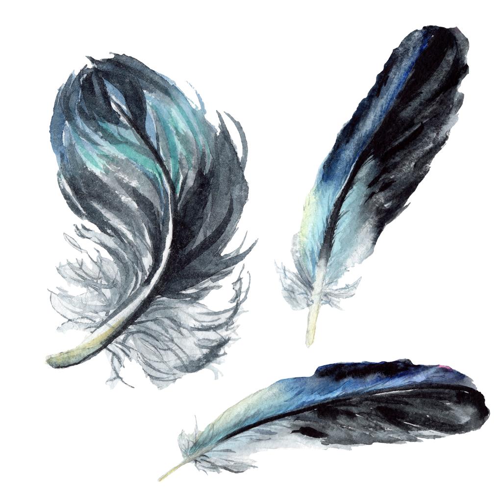 Μπλε και μαύρο πουλί φτερά από φτερό που απομονώνονται. Ακουαρέλα φόντο εικόνα σύνολο. Απομονωμένη φτερά απεικόνιση στοιχείων. - Φωτογραφία, εικόνα