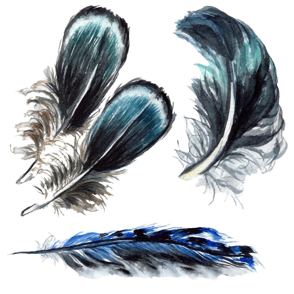 Blue and black bird feathers from wing isolated. Watercolor background illustration set. Isolated feathers illustration elements. - Photo, Image
