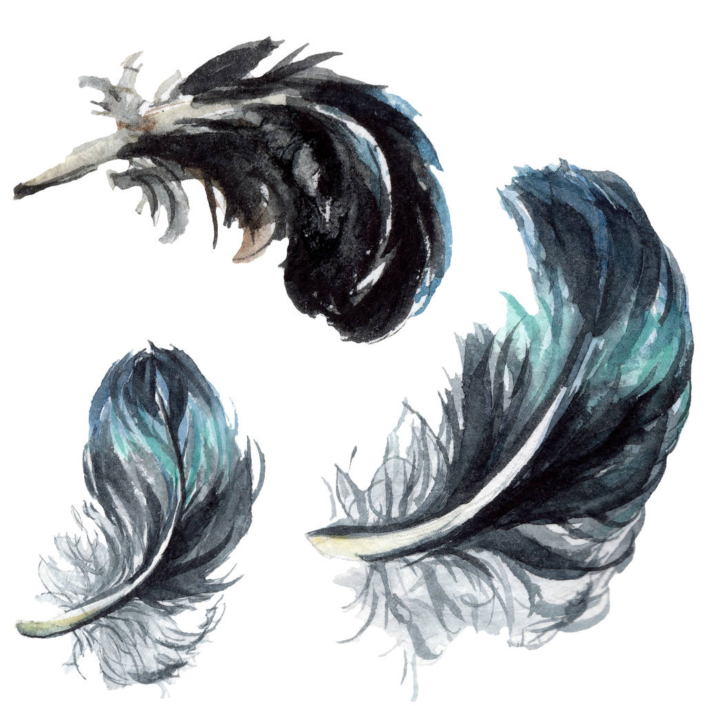 Синьо-чорне пташине пір'я з крила ізольоване. Набір ілюстрацій для акварельного фону. Ізольовані пір'я елементи ілюстрації
. - Фото, зображення