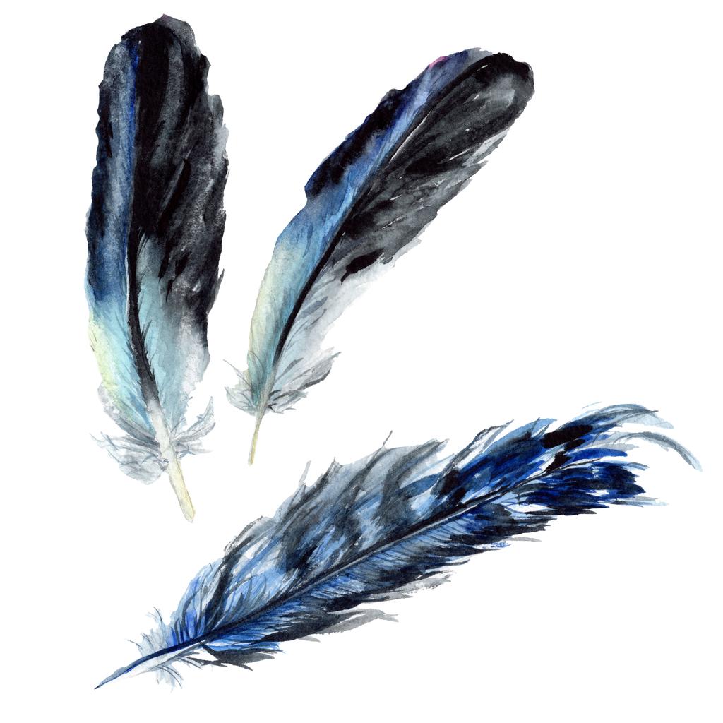 Blue and black bird feathers from wing isolated. Watercolor background illustration set. Isolated feathers illustration elements. - Photo, Image